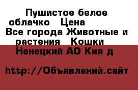 Пушистое белое облачко › Цена ­ 25 000 - Все города Животные и растения » Кошки   . Ненецкий АО,Кия д.